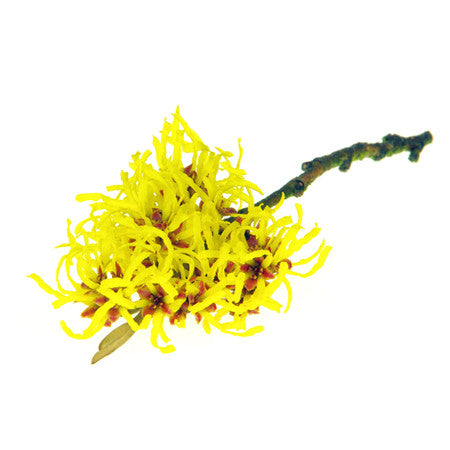 ヒリオス クリーム ハマメリスの花